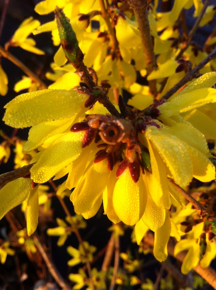 'Northern Gold' - Forsythia ovata from Paradise Acres Garden Center