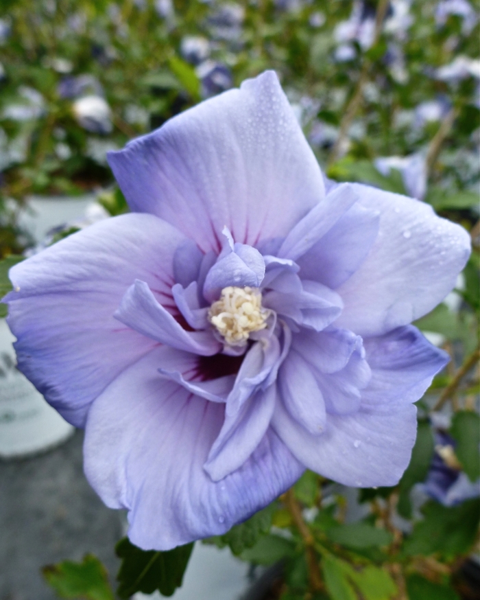 Blue Satin®' Rose of Sharon - Hibiscus syriacus from Paradise Acres Garden Center