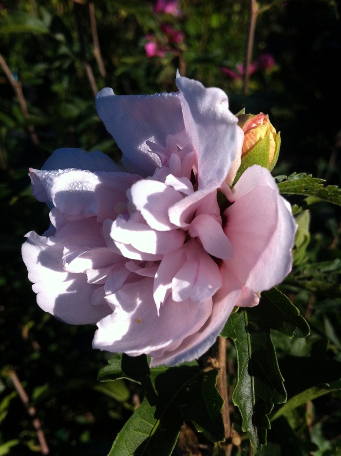 'Blushing Bride' Rose of Sharon - Hibiscus syriacus from Paradise Acres Garden Center