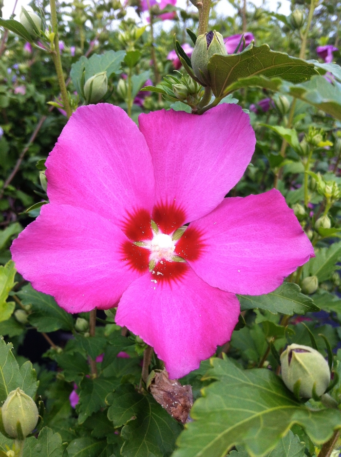 'Aphrodite' Rose of Sharon - Hibiscus syriacus from Paradise Acres Garden Center