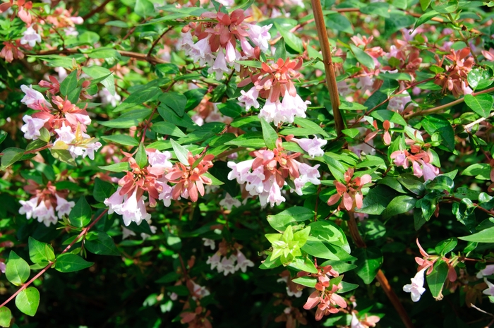 'Edward Goucher' - Abelia from Paradise Acres Garden Center