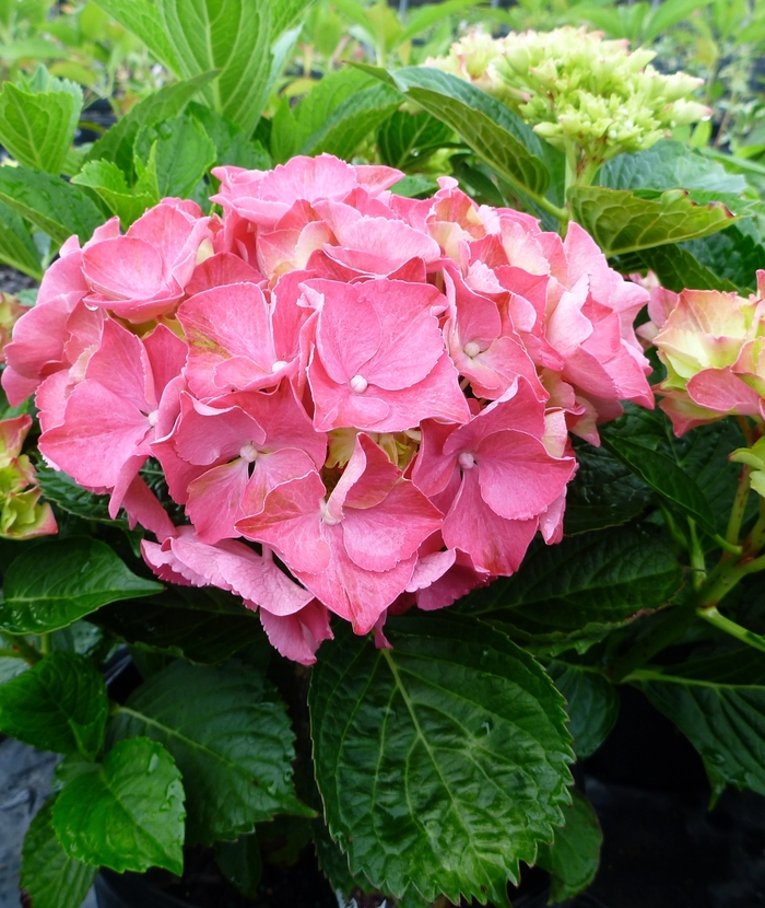 'Glowing Embers' Bigleaf Hydrangea - Hydrangea macrophylla from Paradise Acres Garden Center