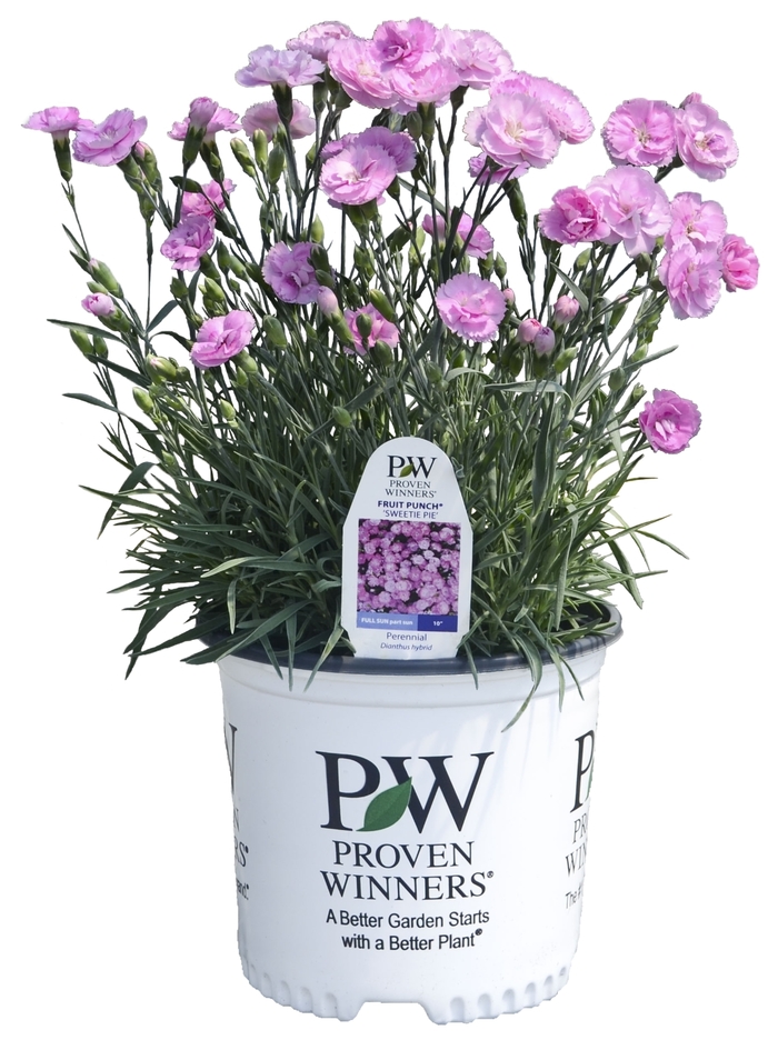 Fruit Punch&reg; 'Sweetie Pie' - Dianthus (Pinks) from Paradise Acres Garden Center