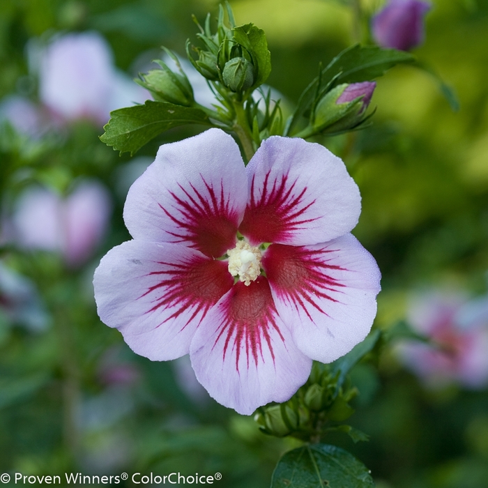 'Orchid Satin®' Rose of Sharon - Hibiscus syriacus from Paradise Acres Garden Center