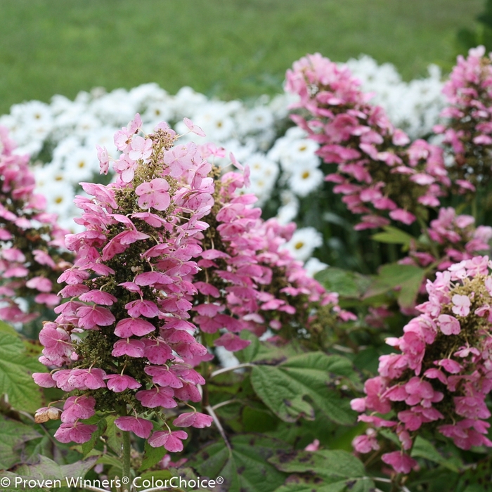'Gatsby Pink&reg;' Oakleaf hydrangea - Hydrangea quercifolia from Paradise Acres Garden Center