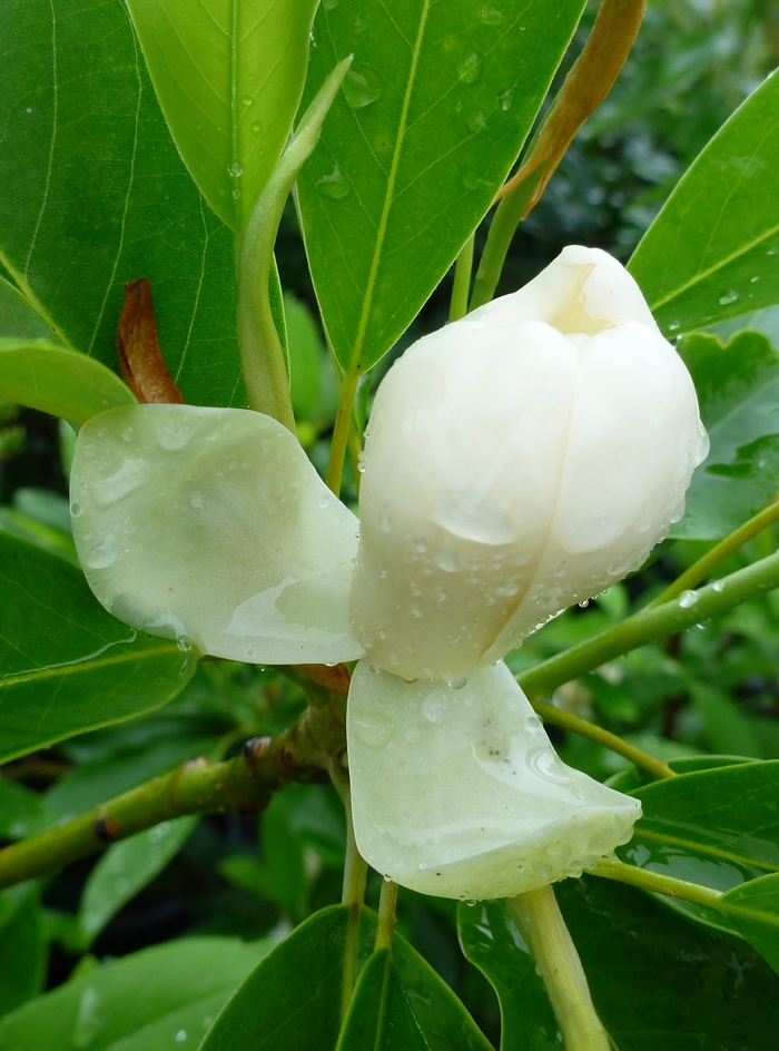 'Moonglow®' Sweetbay Magnolia - Magnolia virginiana from Paradise Acres Garden Center