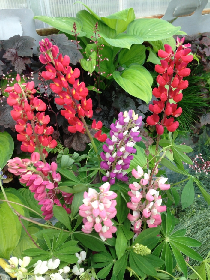 'Russell Mix' Lupine - Lupinus polyphyllus from Paradise Acres Garden Center