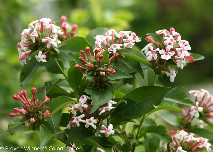 'Sweet Emotion®' Hardy Abelia - Abelia mosanensis from Paradise Acres Garden Center