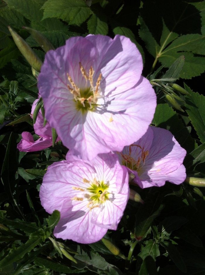 'Siskiyou' Evening Primrose - Oenothera berlandieri from Paradise Acres Garden Center