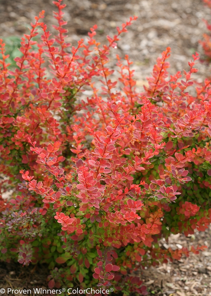 'Sunjoy Tangelo®' Barberry - Berberis thunbergii from Paradise Acres Garden Center