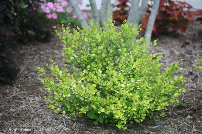 'Cesky Gold®' Dwarf Birch - Betula x plettkei from Paradise Acres Garden Center