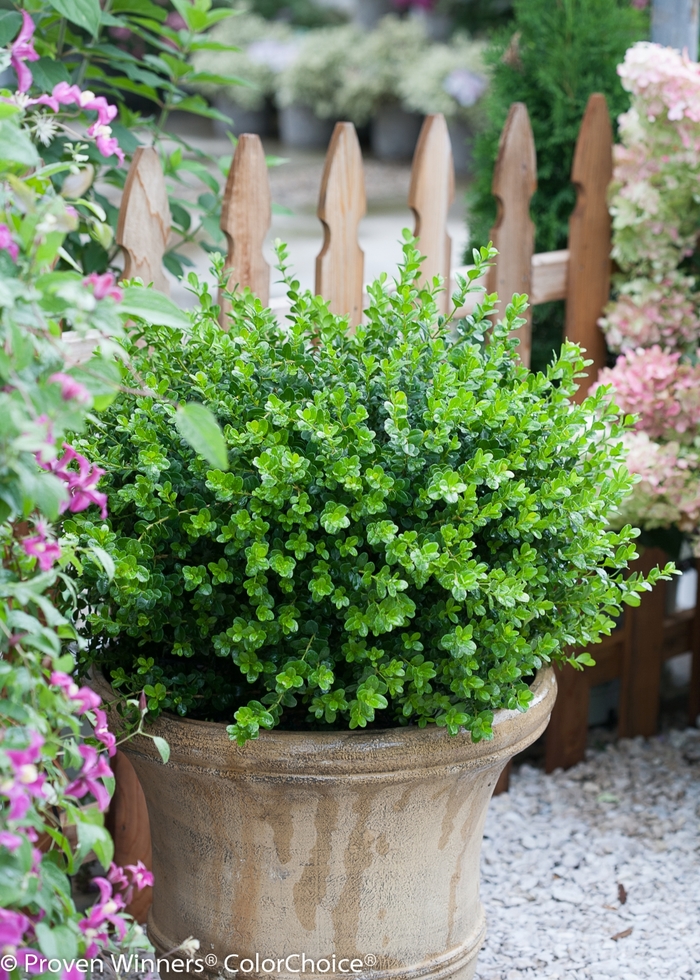 'Sprinter®' Boxwood - Buxus microphylla from Paradise Acres Garden Center