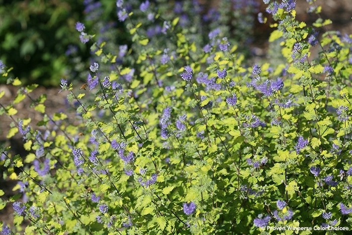 'Sunshine Blue&reg; II' Bluebeard - Caryopteris incana from Paradise Acres Garden Center