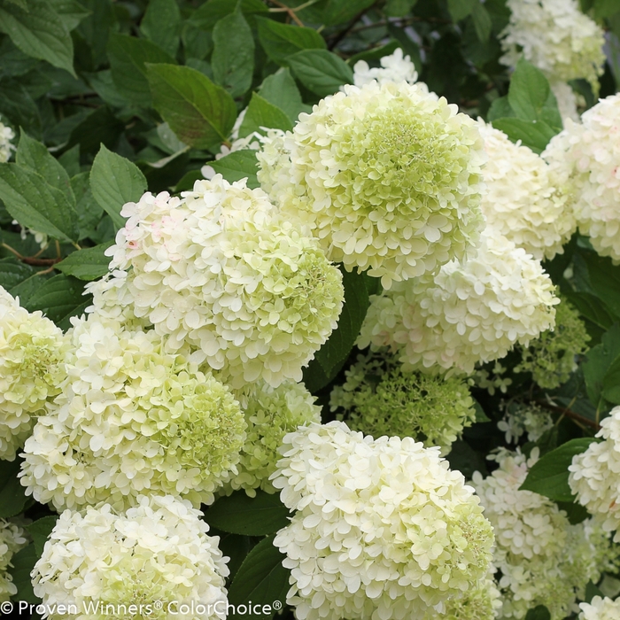 'Limelight' Panicle Hydrangea - Hydrangea paniculata from Paradise Acres Garden Center