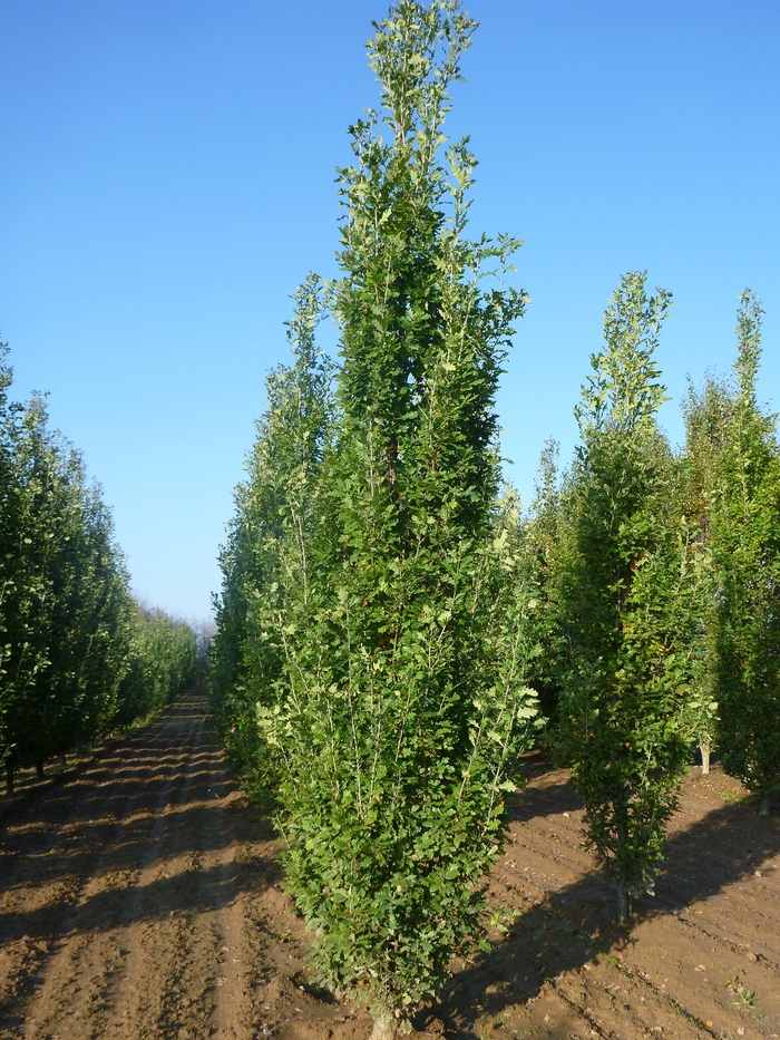 English Oak - Quercus robur f. fastigiata from Paradise Acres Garden Center