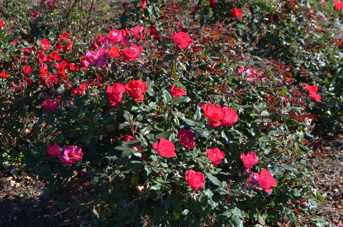 Shrub Rose - Rosa Knock Out from Paradise Acres Garden Center