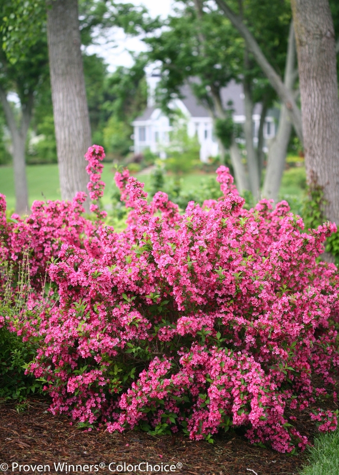 Sonic Bloom® 'Pink' - Weigela florida (Reblooming Weigela) from Paradise Acres Garden Center