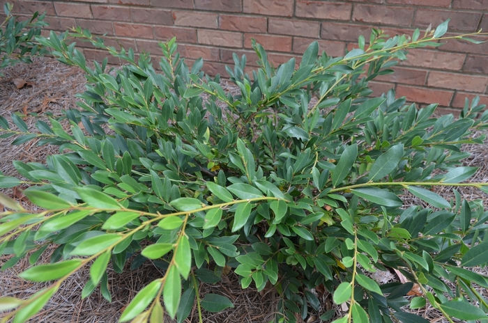 'Vintage Jade' - Distylium from Paradise Acres Garden Center