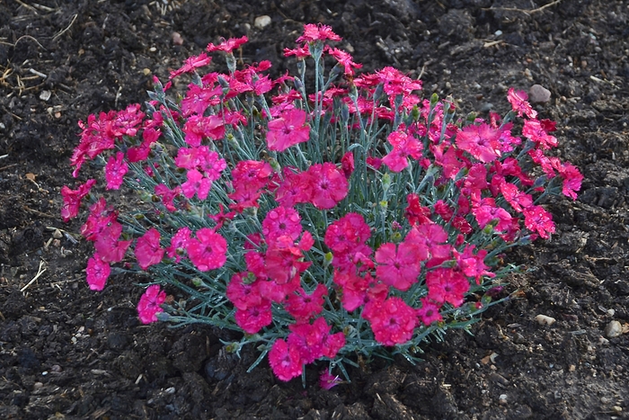 'Paint the Town Magenta' Pinks - Dianthus from Paradise Acres Garden Center