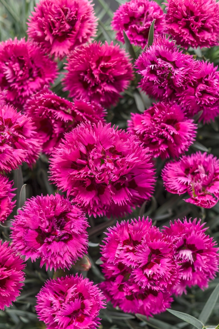 Fruit Punch&reg; 'Spiked Punch' - Dianthus (Pinks) from Paradise Acres Garden Center