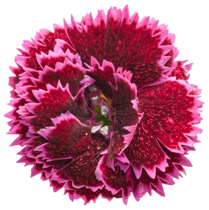 Fruit Punch&reg; 'Black Cherry Frost' - Dianthus (Pinks) from Paradise Acres Garden Center