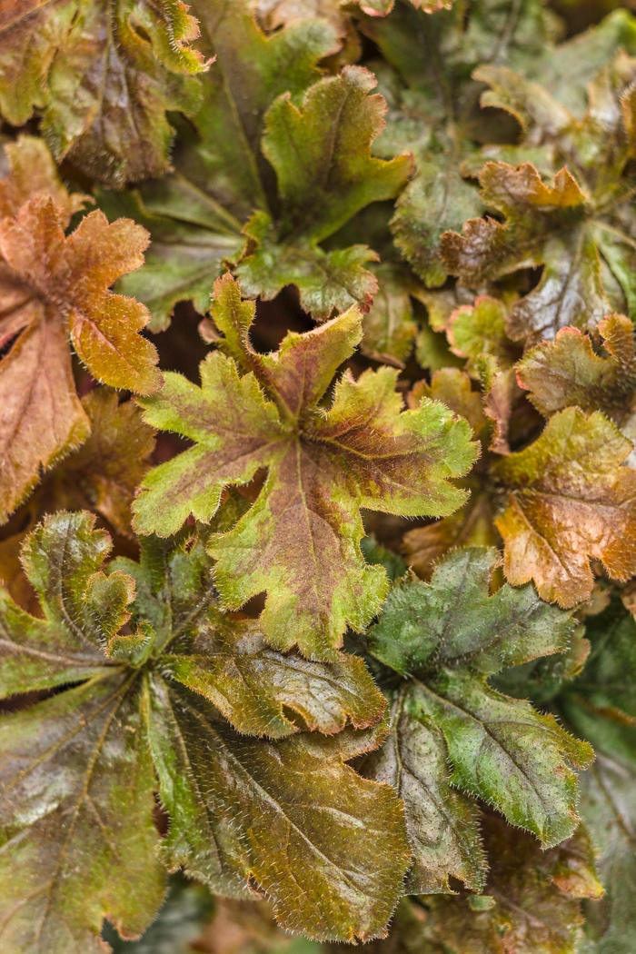 Fun and Games&reg; 'Hopscotch' - Heucherella (Foamy Bells) from Paradise Acres Garden Center