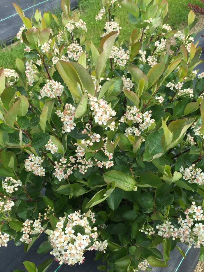 'Low Scape Hedger®' Chokeberry - Aronia melanocarpa from Paradise Acres Garden Center