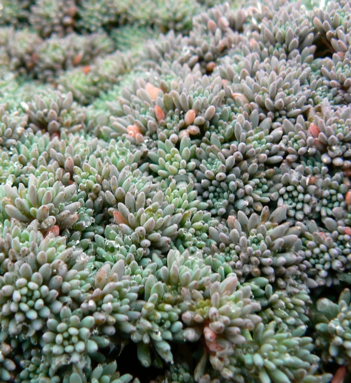 'Blue Carpet' Stonecrop - Sedum hispanicum var. minus from Paradise Acres Garden Center