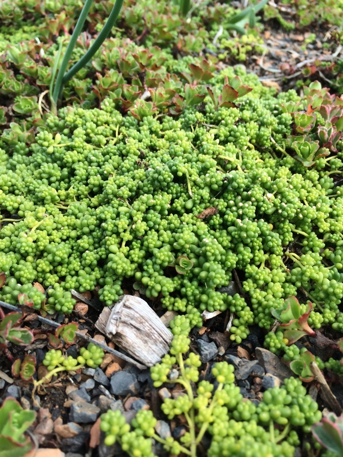 'Baby Tears' Stonecrop - Sedum album chloroticum from Paradise Acres Garden Center