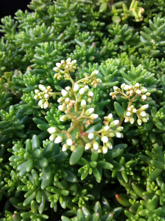 'Coral Carpet' Stonecrop - Sedum album from Paradise Acres Garden Center