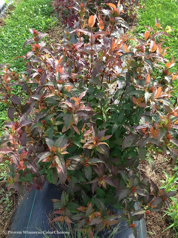 Kodiak® 'Red' - Diervilla (Bush Honeysuckle) from Paradise Acres Garden Center