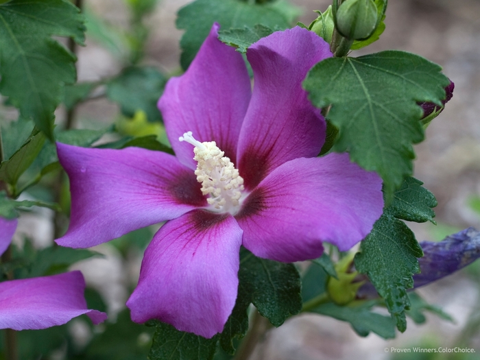 Rose of Sharon - Hibiscus syriacus from Paradise Acres Garden Center