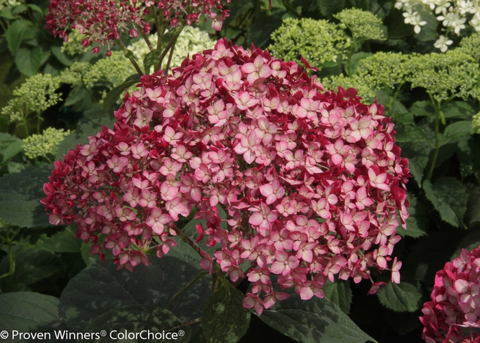 Invincibelle® 'Ruby' - Hydrangea arborescens (Smooth Hydrangea) from Paradise Acres Garden Center