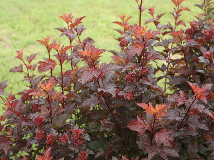 'Ginger Wine®' Ninebark - Physocarpus opulifolius from Paradise Acres Garden Center