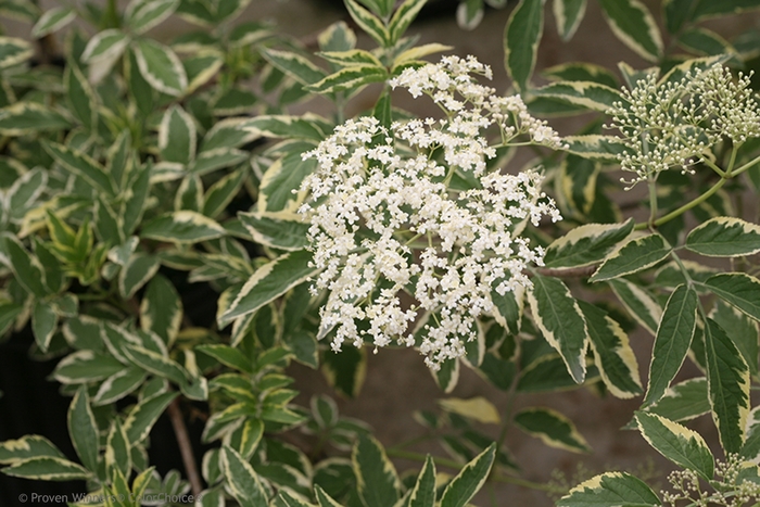 'Instant Karma&reg;' Elderberry - Sambucus nigra from Paradise Acres Garden Center