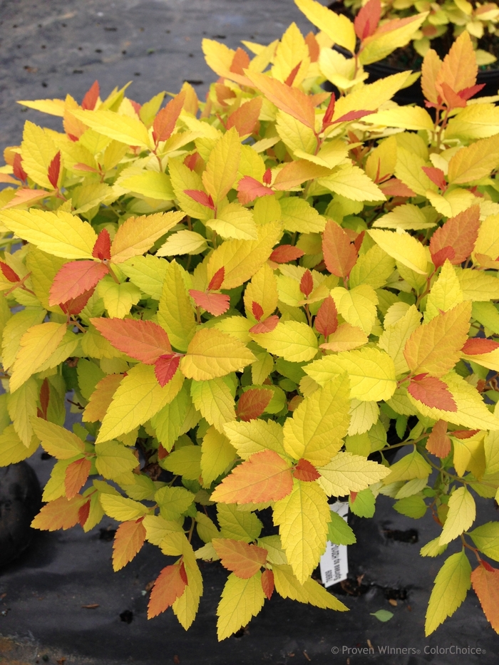 Double Play&reg; 'Candy Corn&reg;' - Spiraea japonica (Spirea) from Paradise Acres Garden Center