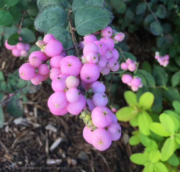 'Proud Berry&reg;' Coral Berry - Symphoricarpos from Paradise Acres Garden Center