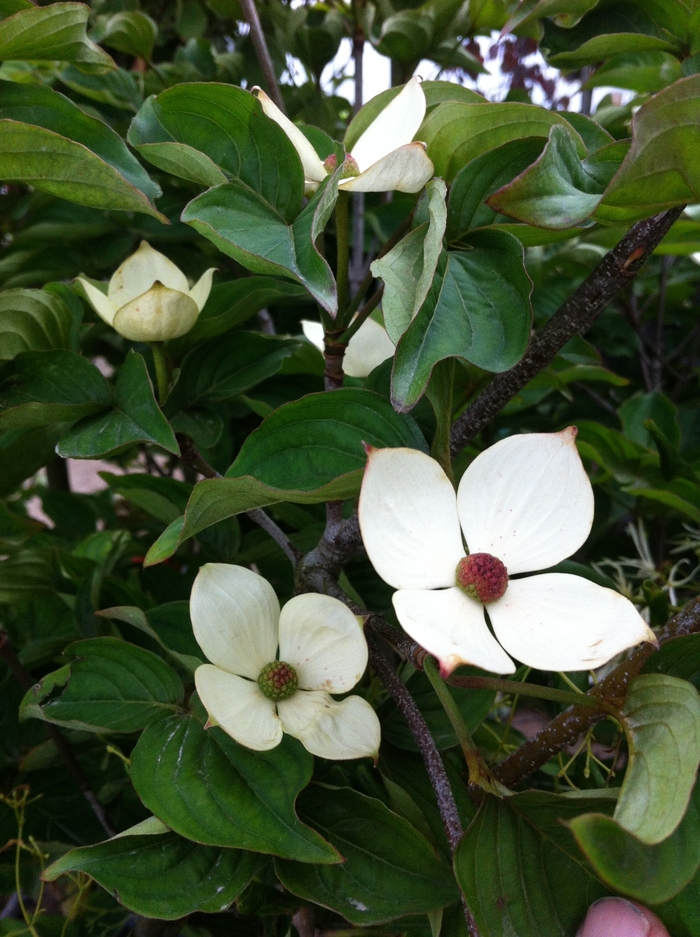 'Venus&reg;' Chinese Flowering Dogwood - Cornus kousa from Paradise Acres Garden Center