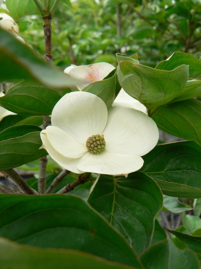 'Venus®' Chinese Flowering Dogwood - Cornus kousa from Paradise Acres Garden Center