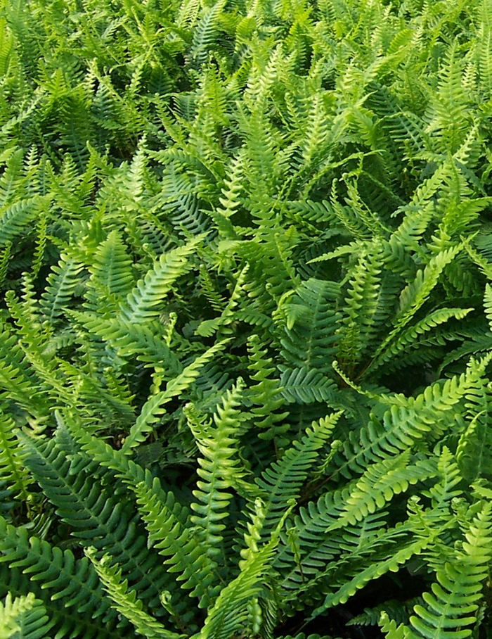 Deer Fern - Blechnum spicant from Paradise Acres Garden Center