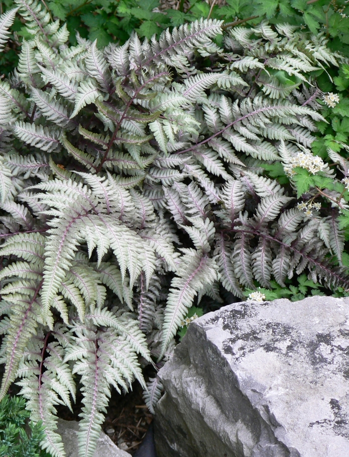 'Pictum' Japanese Painted Fern - Athyrium niponicum from Paradise Acres Garden Center