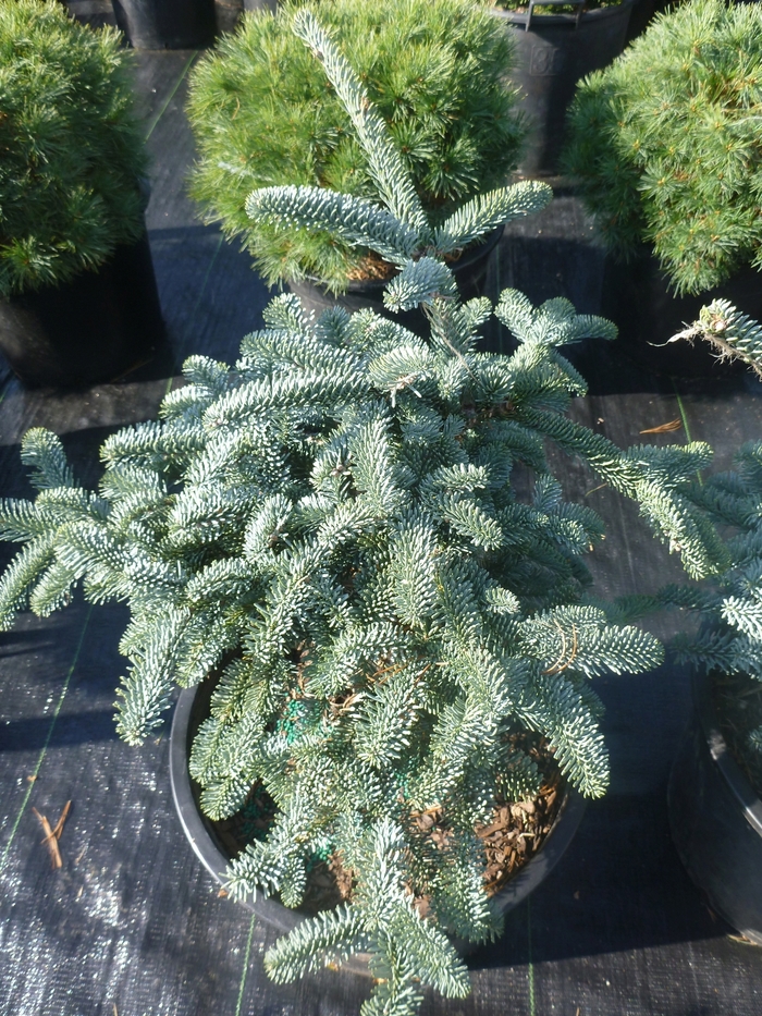 'Glauca Prostrata' Noble Fir - Abies procera from Paradise Acres Garden Center