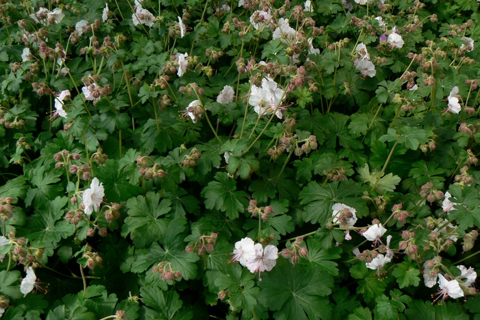 'Biokovo' Dwarf Cransebill - Geranium x cantabrigiense from Paradise Acres Garden Center