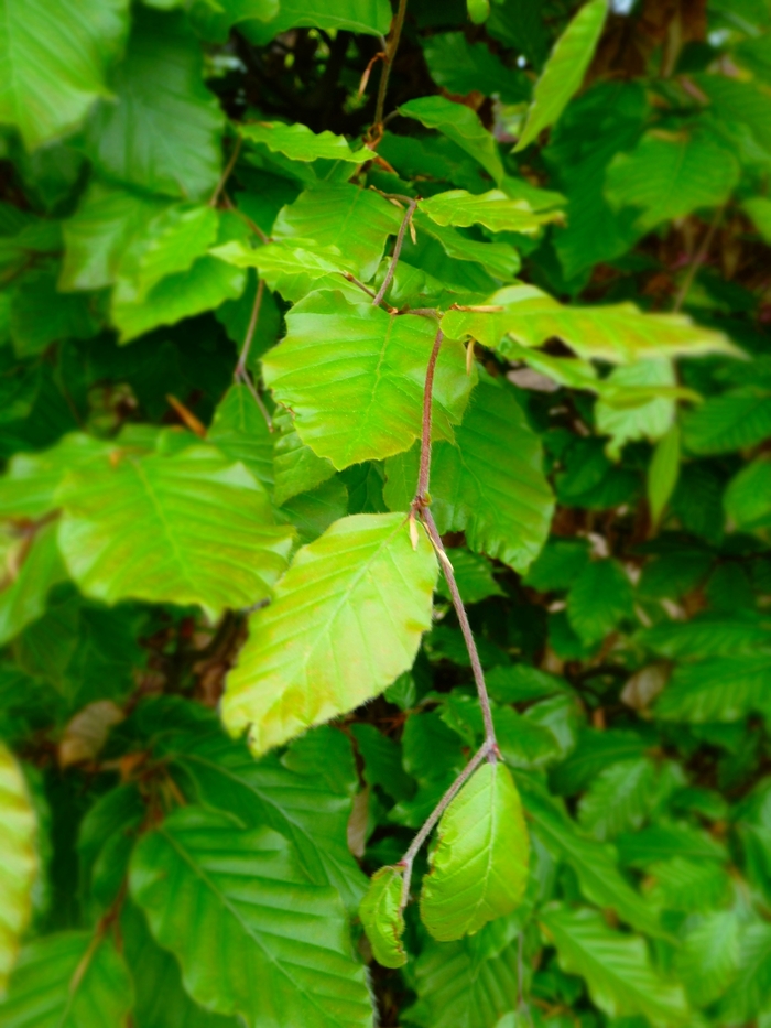 European Beech - Fagus sylvatica from Paradise Acres Garden Center