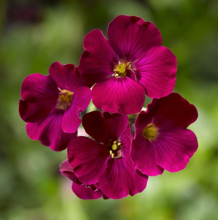 Axcent™ 'Burgundy' - Aubrieta (Rock Cress) from Paradise Acres Garden Center