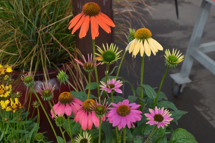 'Multiple Varieties' Coneflower - Echinacea from Paradise Acres Garden Center