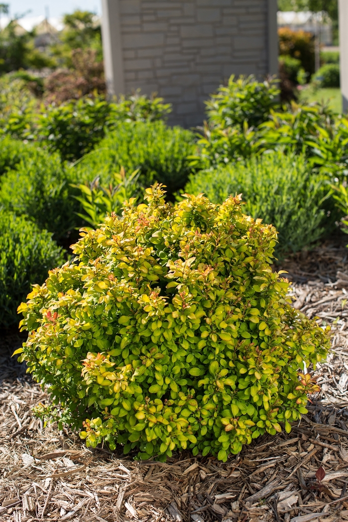 'Limoncello&trade;' Barberry - Berberis thunbergii from Paradise Acres Garden Center