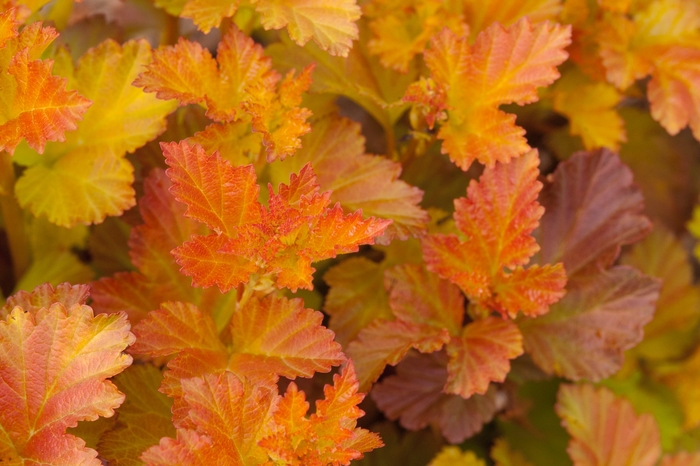 'Amber Jubilee™' Ninebark - Physocarpus opulifolius COPY from Paradise Acres Garden Center