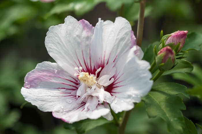 First Editions&reg; 'Fiji&trade;' - Hibiscus syriacus (Rose of Sharon) from Paradise Acres Garden Center