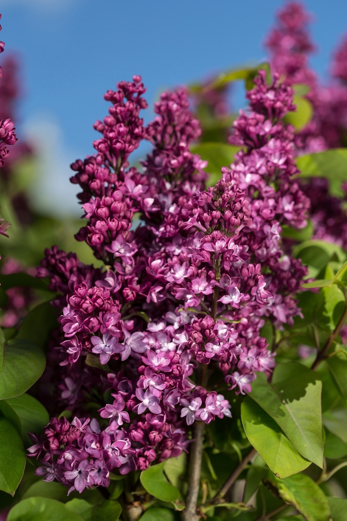 'Virtual Violet&trade;' Lilac - Syringa from Paradise Acres Garden Center